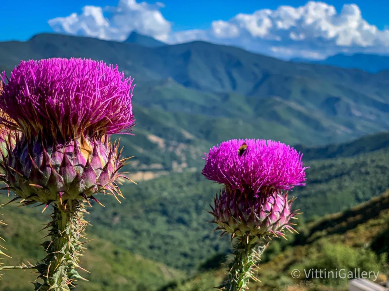 Nuits Magiques Au Village Entre Mer Et Montagnes Bigorno Zewnętrze zdjęcie
