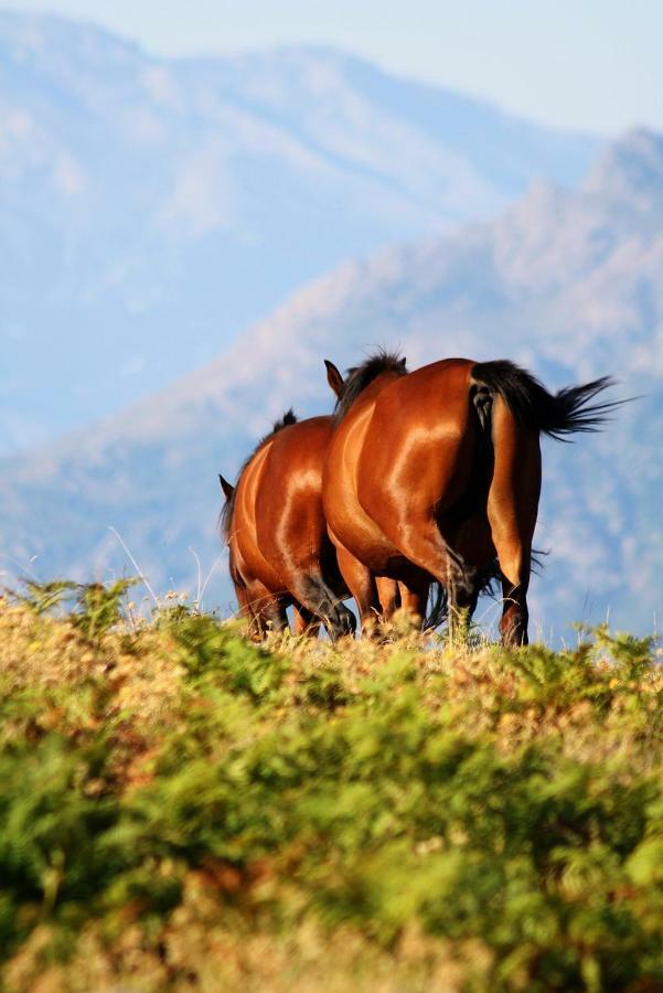 Nuits Magiques Au Village Entre Mer Et Montagnes Bigorno Zewnętrze zdjęcie